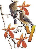 birds_branch-49.jpg