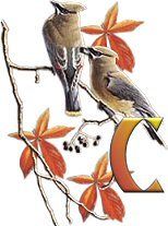 birds_branch-5.jpg