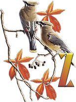 birds_branch-51.jpg