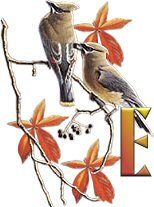 birds_branch-9.jpg