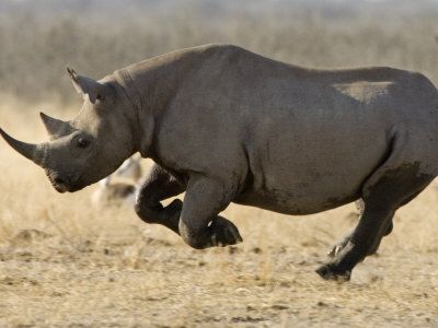 black-rhinoceros-7.jpg