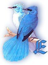 bluebirds_grE.jpg