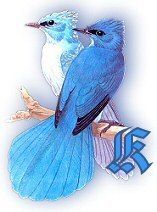 bluebirds_grK.jpg