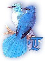 bluebirds_grT.jpg