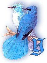 bluebirds_grY.jpg