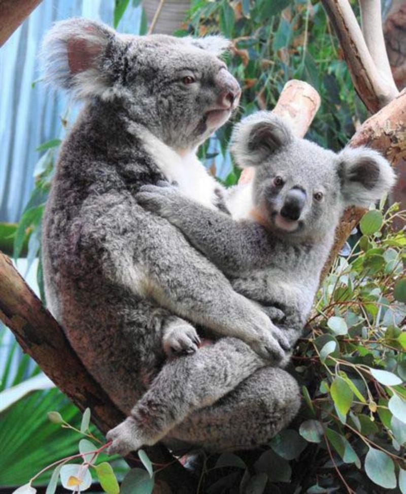 breeding-female-koala.jpg