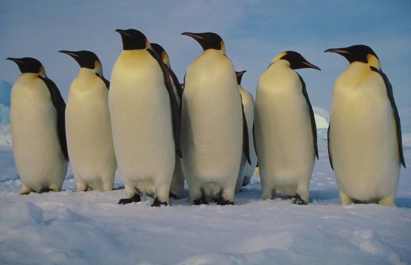 c-pingouins-empereurs-4.jpg