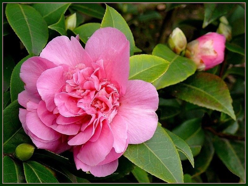 camelia-rose.jpg