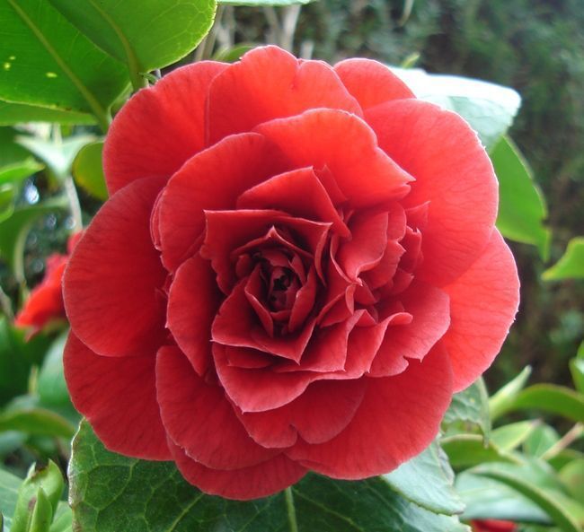 camelia-rouge-3-fleurs-110860T650.jpg