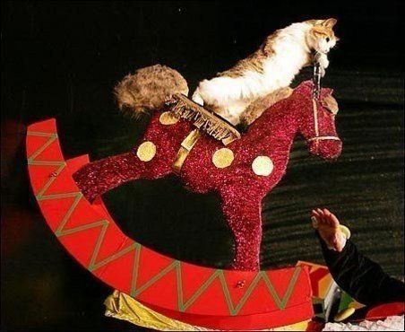 cat-cirque2.jpg