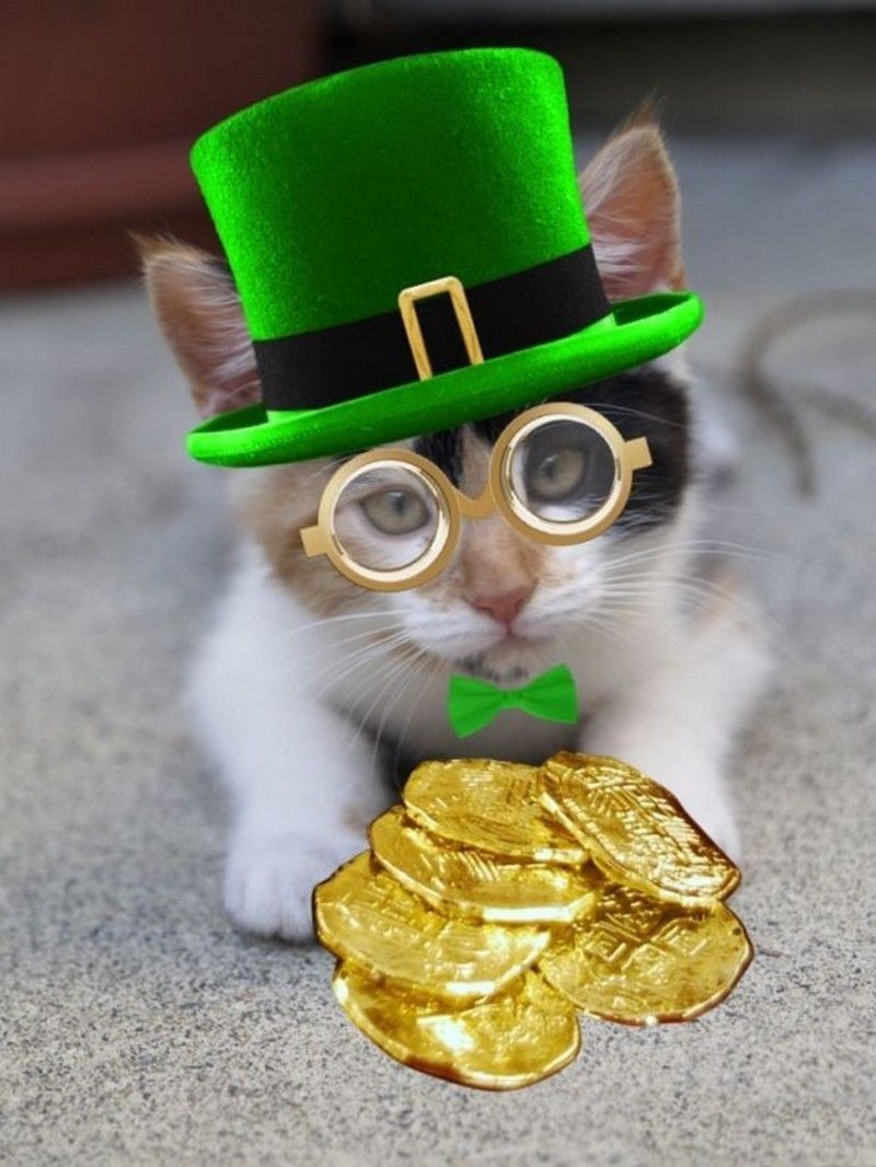 cat_St_Patricks_Day.jpg