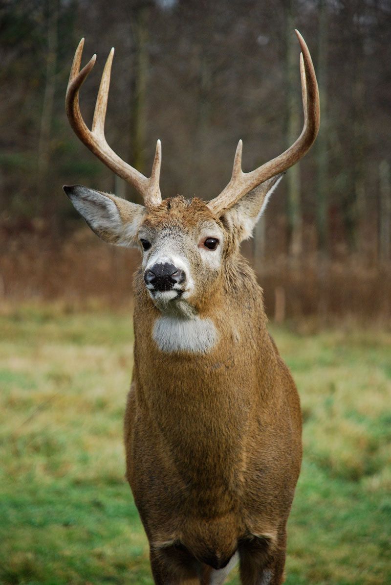 cerf-10.jpg