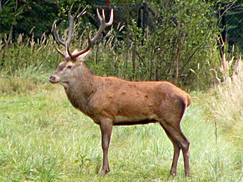 cerf-106.jpg