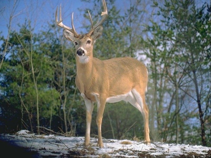 cerf-15.jpg