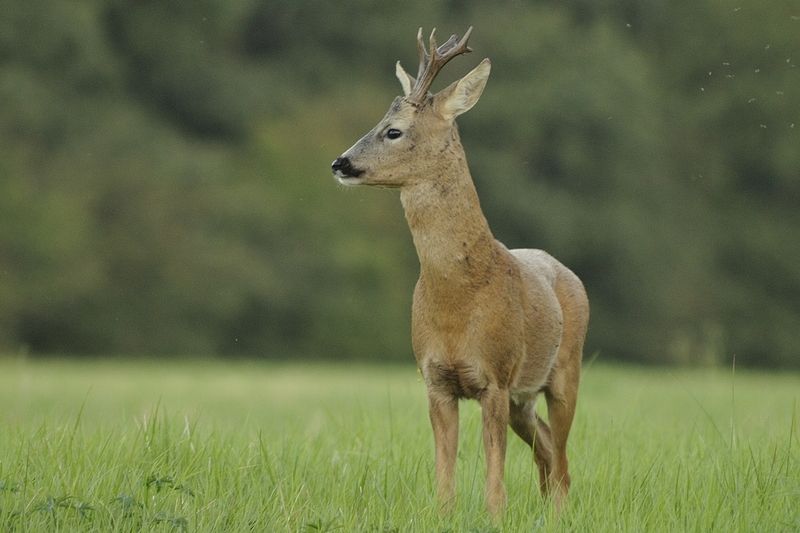 cerf-46.jpg