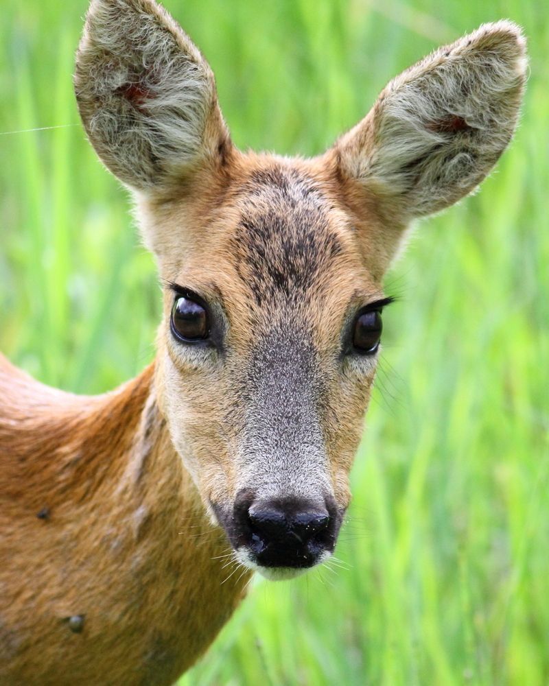 cerf-50.jpg