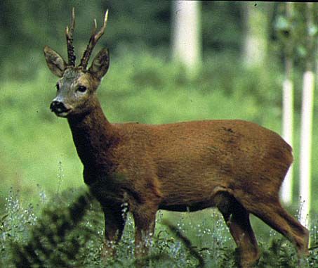 cerf-6.jpg