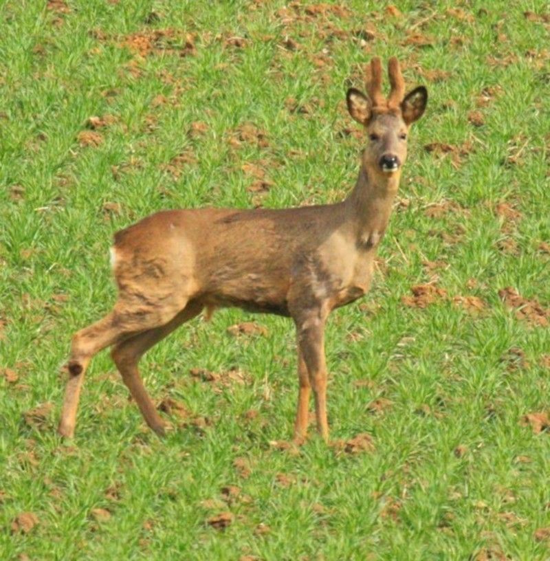 cerf-66.jpg