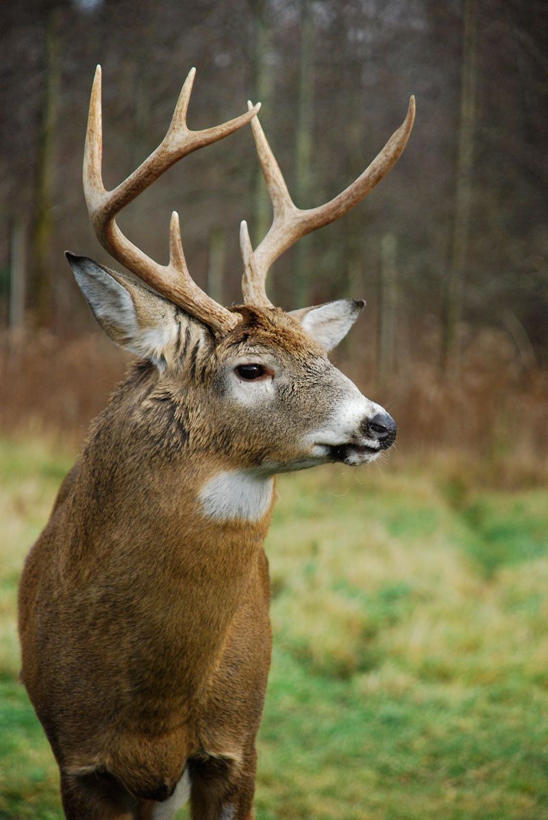 cerf-8.jpg