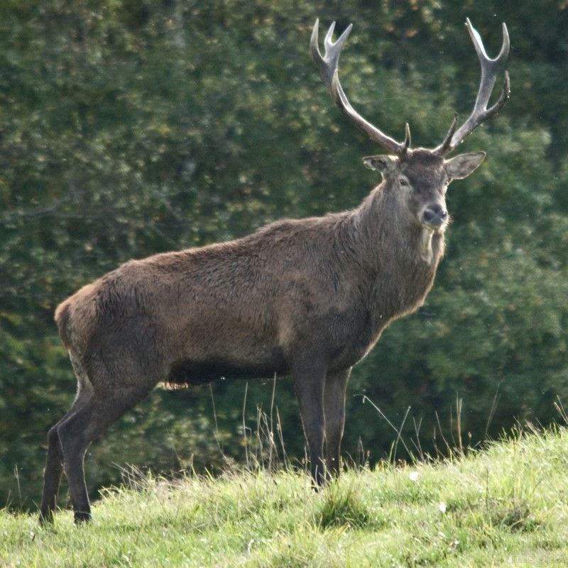 cerf-81.jpg