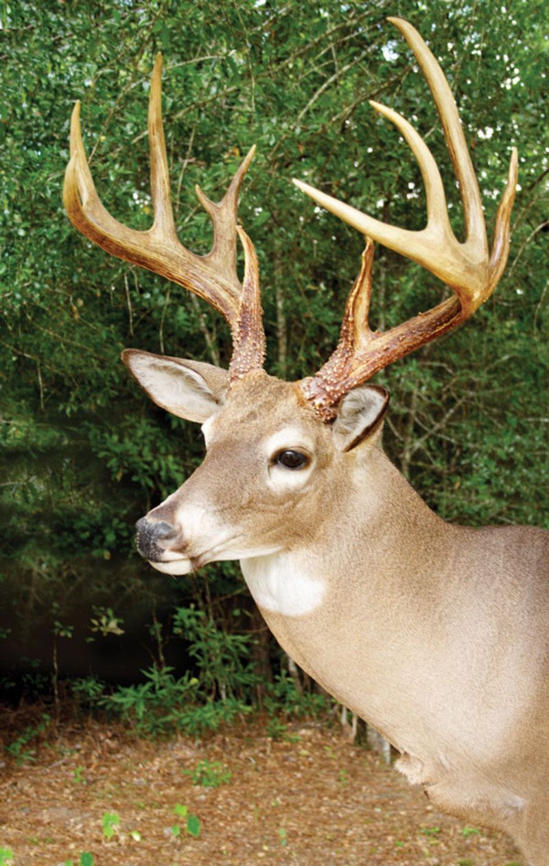 cerf-94.jpg