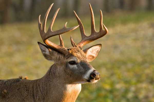 cerf-97.jpg