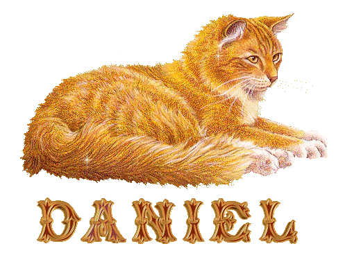 chat_roux_daniel.gif