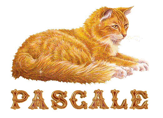 chat_roux_pascale.gif