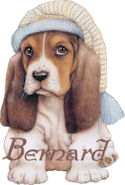 chien_bonnetdenuit_bernard.gif
