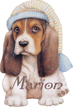chien_bonnetdenuit_marion.gif