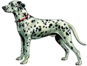 chien_dalmatien.gif