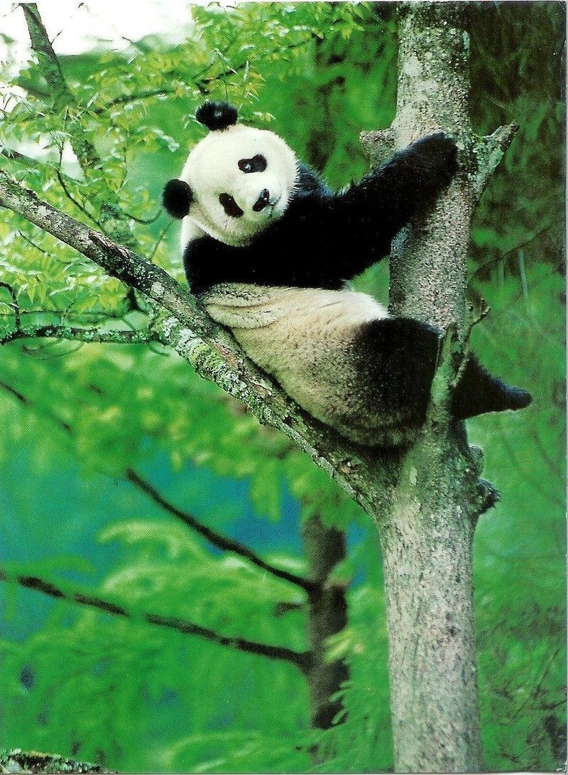 china-giant-panda1.jpg