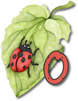 coccinell-878787-15.png