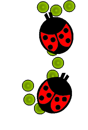 coccinnel-65566565-10.png