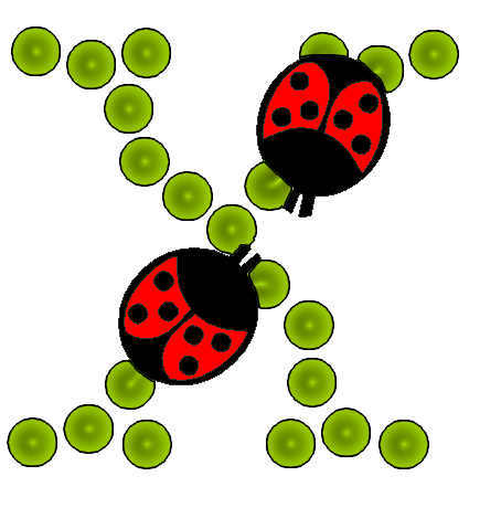 coccinnel-65566565-24.png