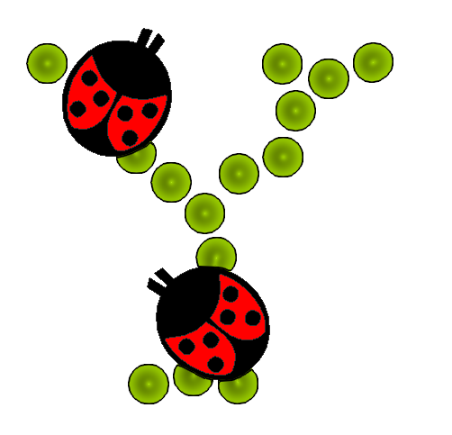 coccinnel-65566565-25.png