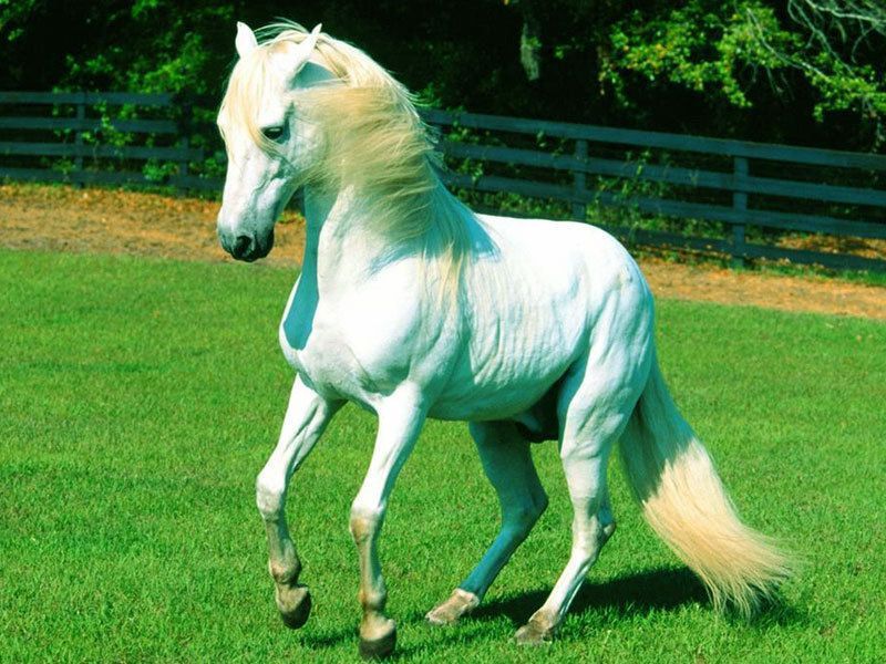 cool-white-horse-wallpaper.jpg
