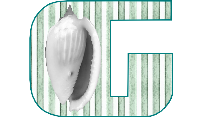 coquillage393-7.png