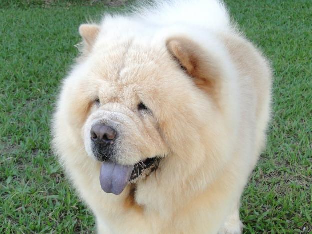 cow-chow-100.jpg