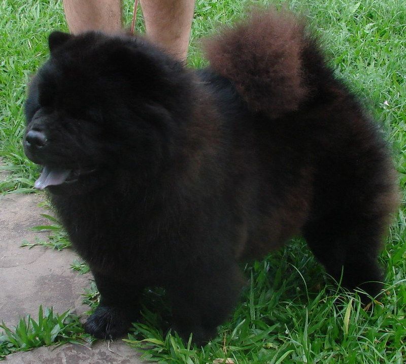 cow-chow-101.jpg