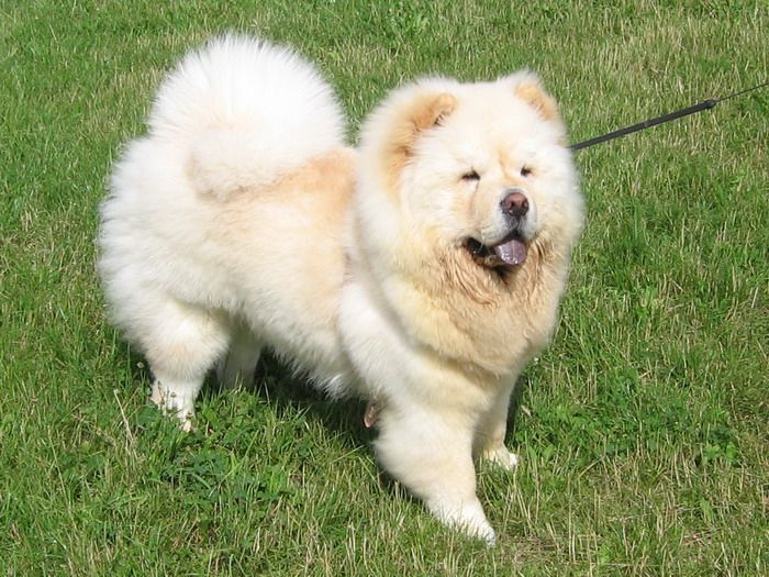 cow-chow-102.jpg