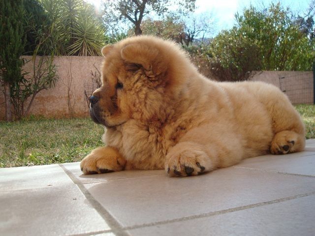 cow-chow-104.jpg