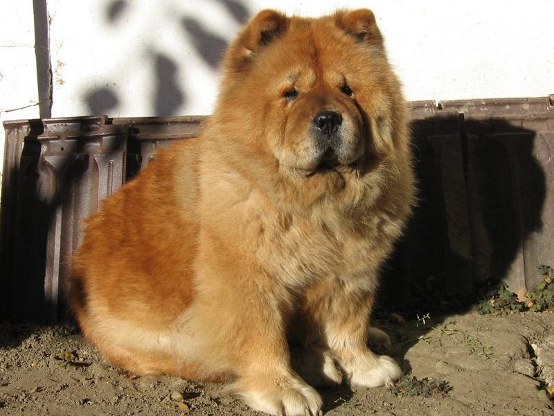 cow-chow-115.jpg