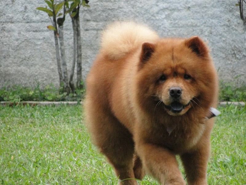 cow-chow-116.jpg