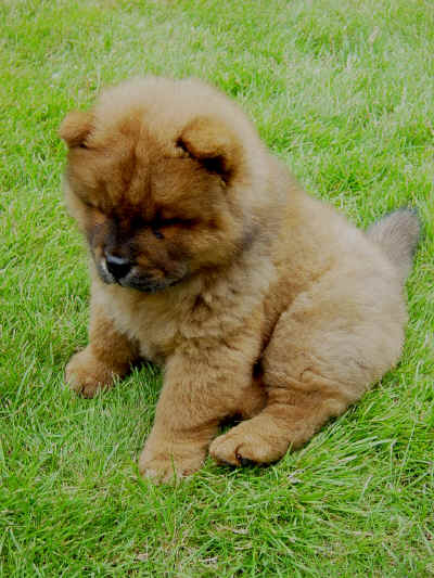 cow-chow-12.jpg