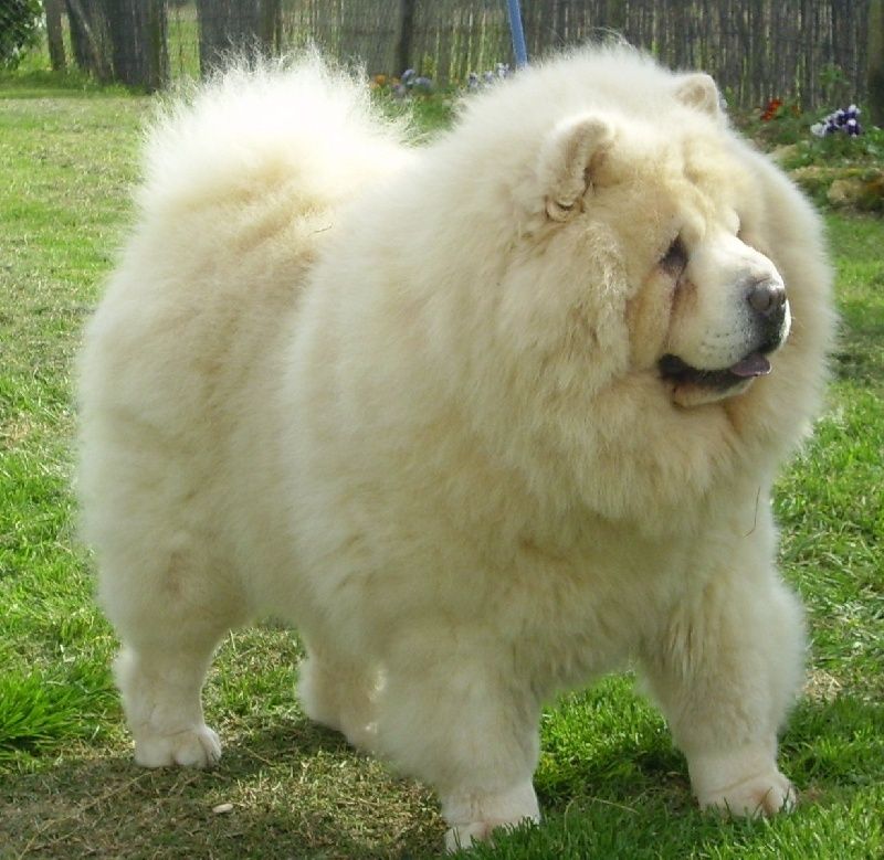 cow-chow-120.jpg