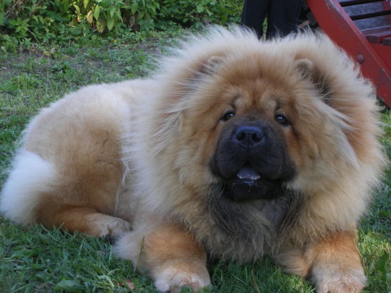 cow-chow-132.jpg