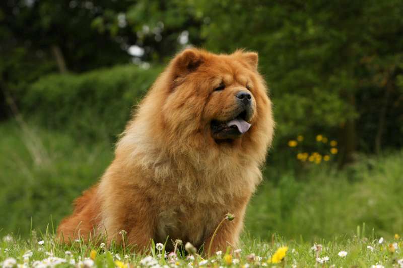 cow-chow-135.jpg