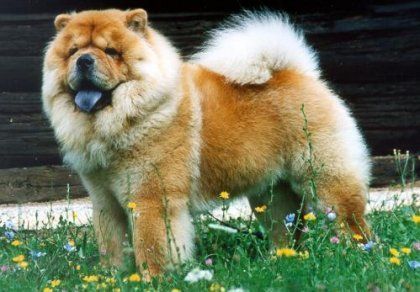 cow-chow-141.jpg