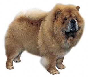 cow-chow-149.jpg